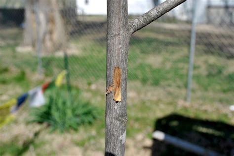 scratch test on tree|trees dying from scratch.